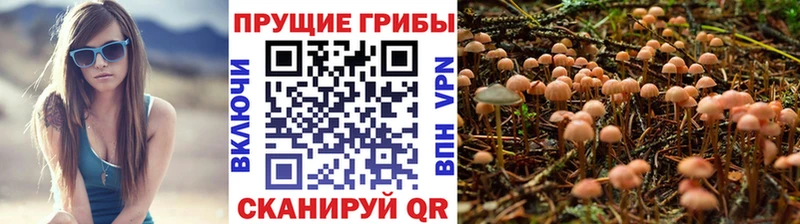 blacksprut как войти Саяногорск Псилоцибиновые грибы Magic Shrooms