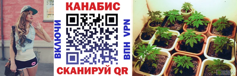 Шишки марихуана семена  наркота  Саяногорск 